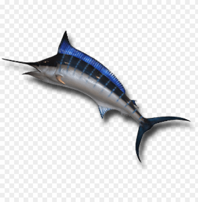 ikan png, ikan,png