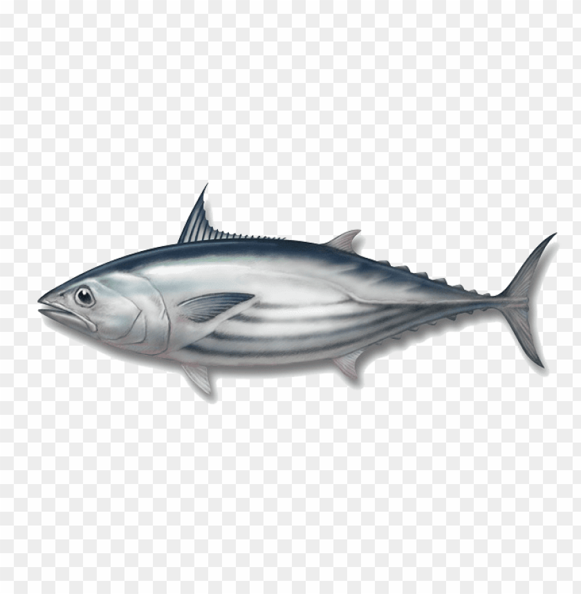 ikan png, ikan,png