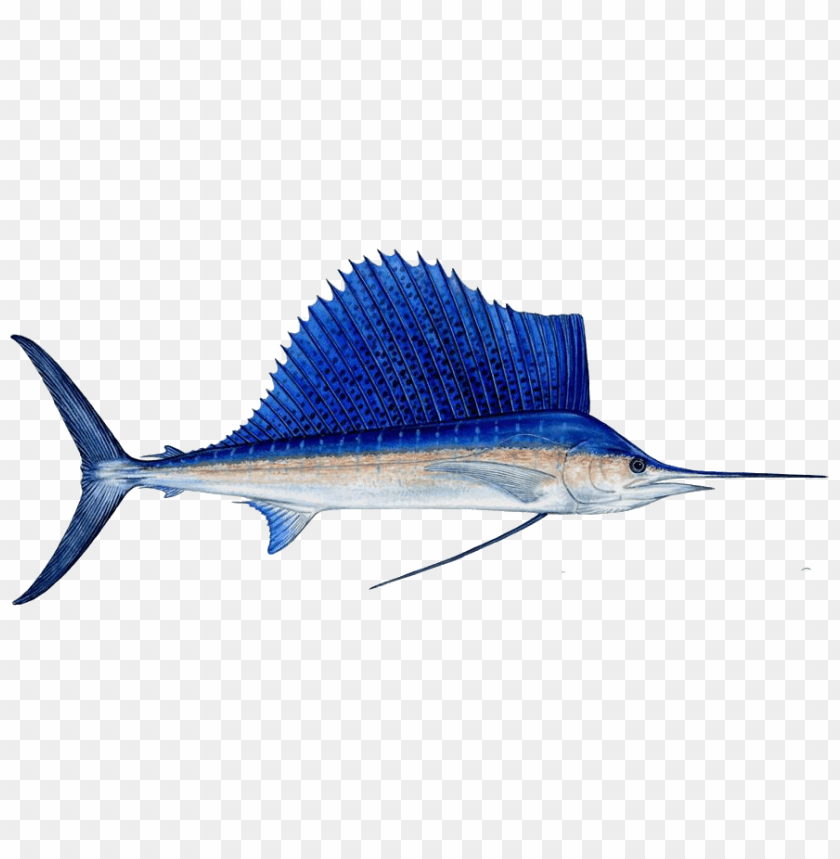 ikan png, ikan,png