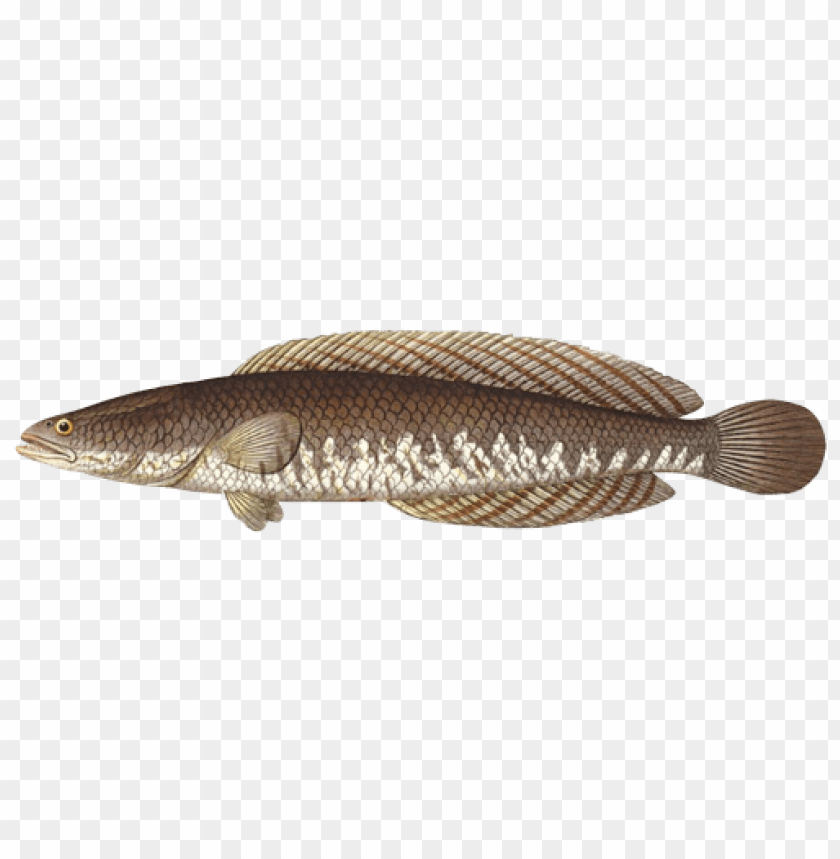 ikan png, ikan,png