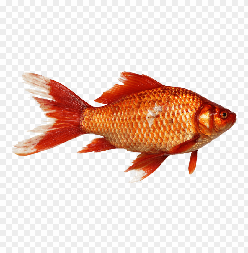 ikan png, ikan,png