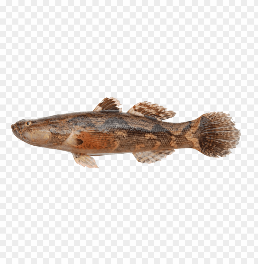 ikan png, ikan,png