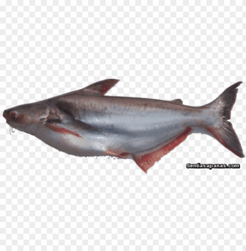 ikan png, ikan,png