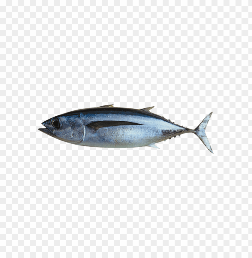 ikan png, ikan,png