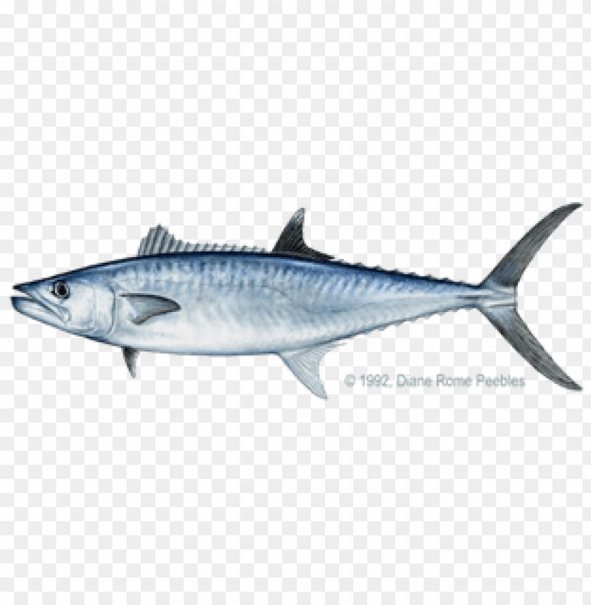 ikan png, ikan,png