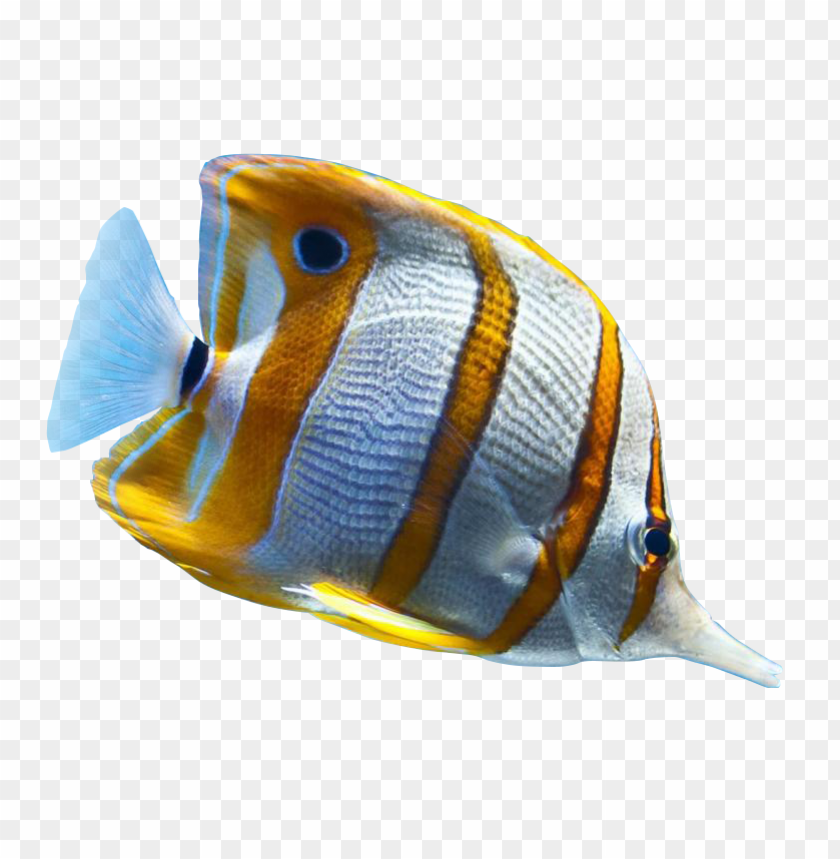 ikan png, ikan,png