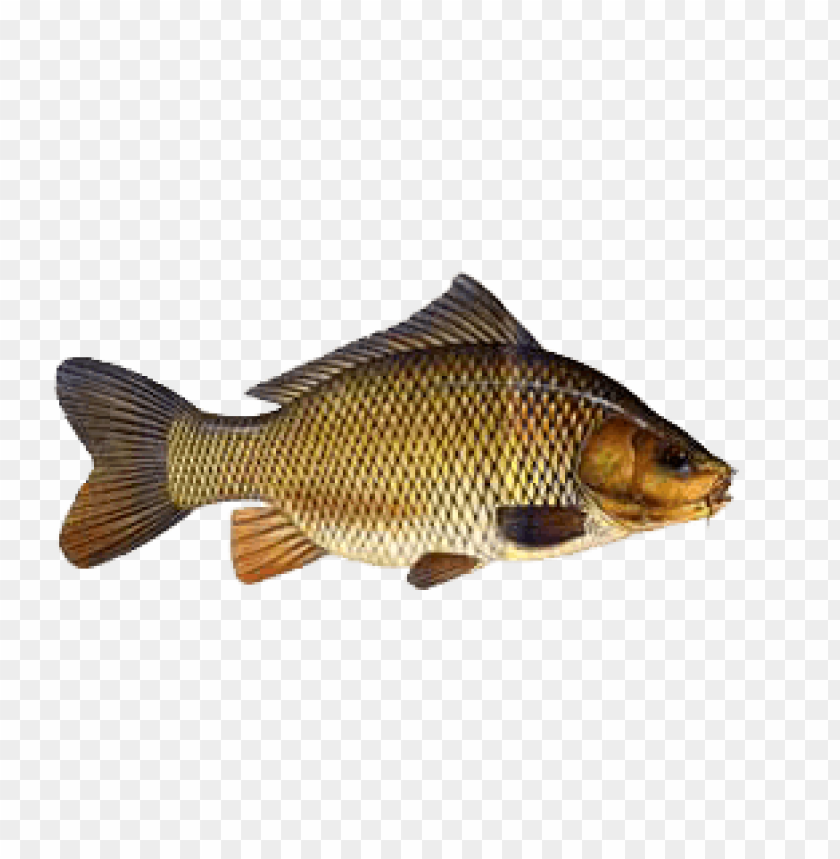 ikan png, png,ikan