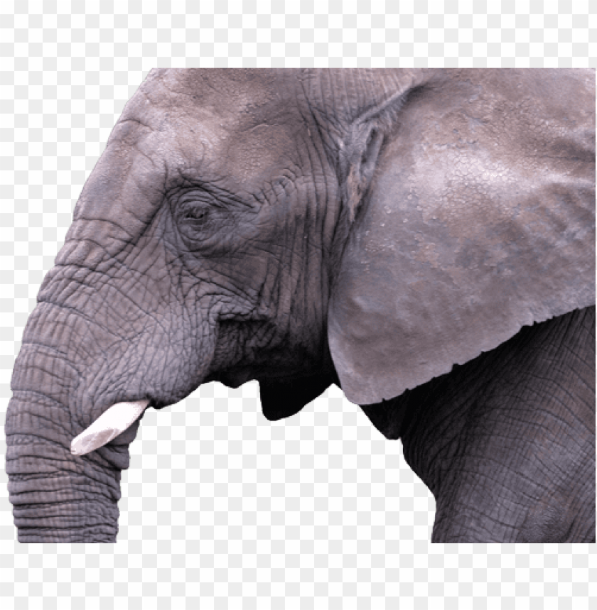 elephant, elephant silhouette, baby elephant, republican elephant, elephant clipart, elephant head