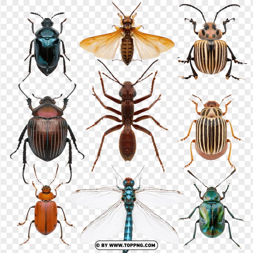 Set Of Insects And Bugs In Wildlife Detail PNG Transparent Background