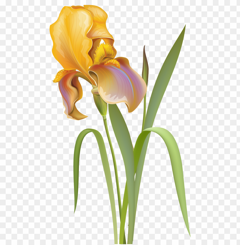 flower, iris