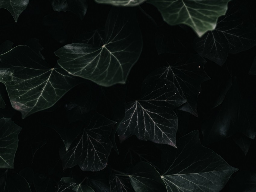 Ivy Leaves Macro Dark Plant Background