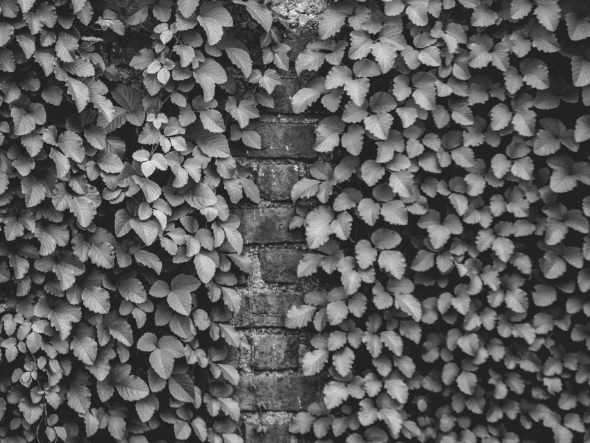 Ivy Wall Bw Plant Brick Background