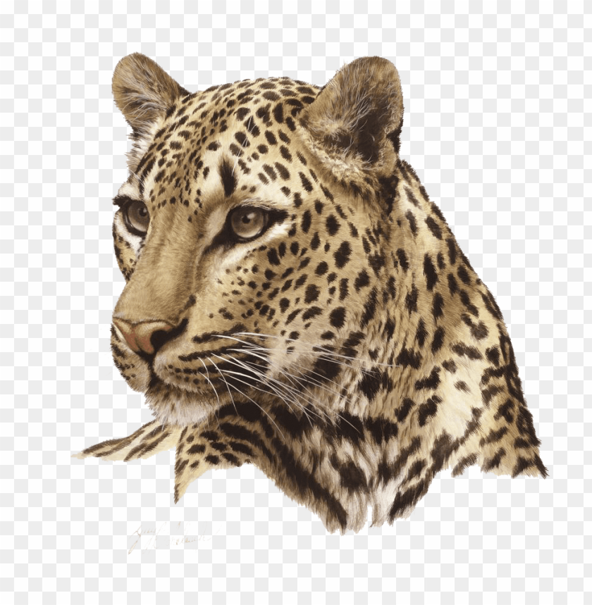 jaguar,animals