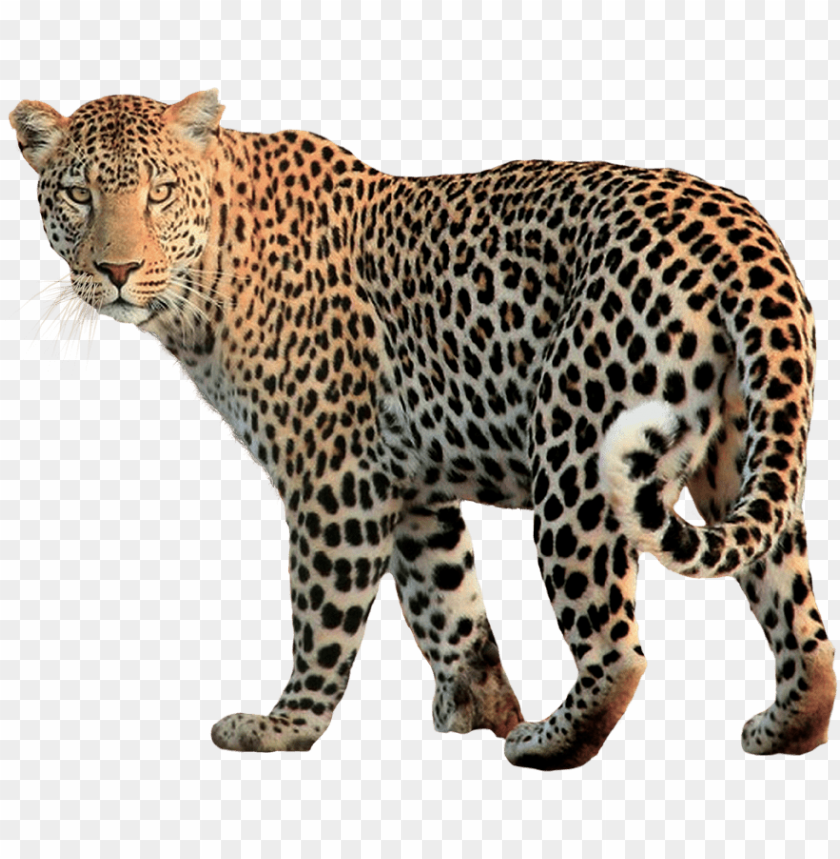 jaguar,animals