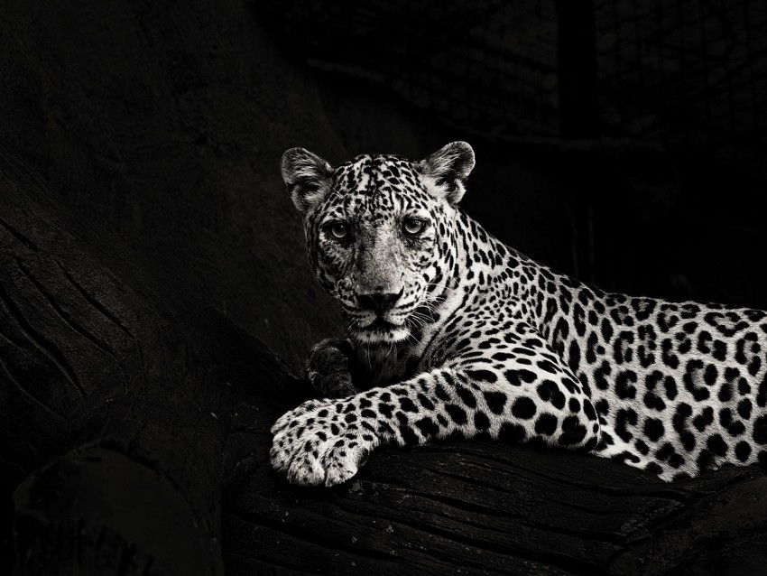 Jaguar Bw Predator Sight Big Cat Background