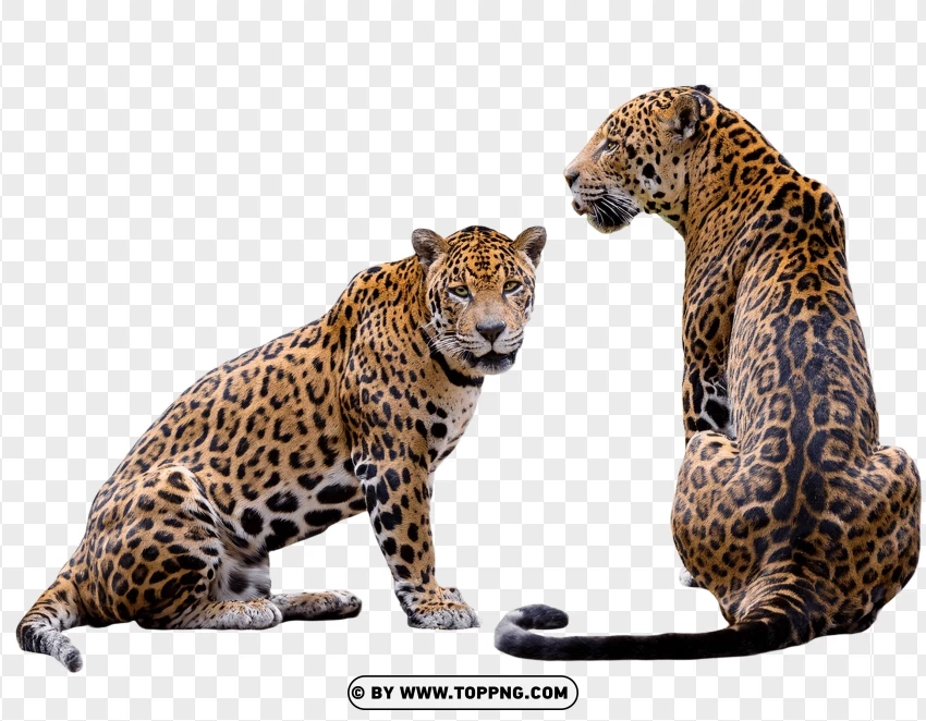 Set Of Jaguars Sitting Together PNG Transparent Background