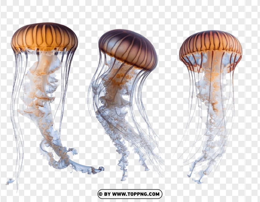 Dynamic Jellyfish Set PNG Transparent Background