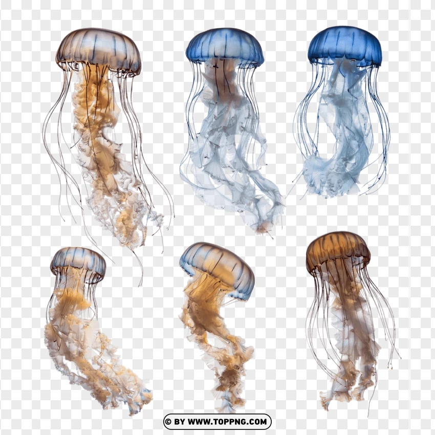 Set Of Brightly Colored Jellyfish PNG Transparent Background