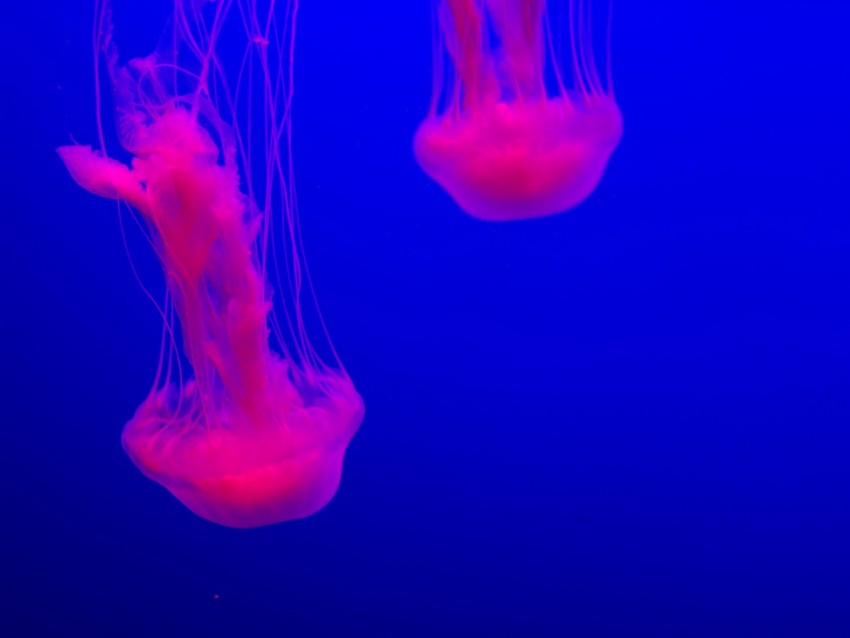 Jellyfish Glow Pink Blue Underwater World Background