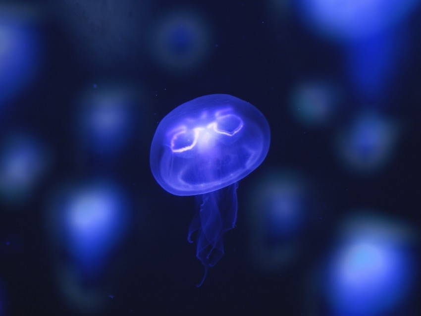 Jellyfish Glow Purple Neon Underwater World Background