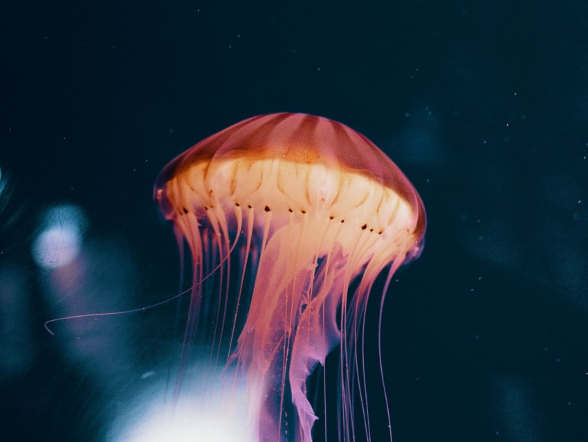 jellyfish, marine life, underwater creature, ocean biodiversity, vibrant colors