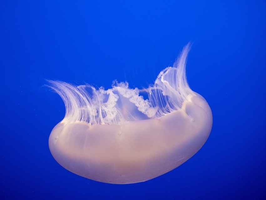 Jellyfish Tentacles Swimming Water Macro Background