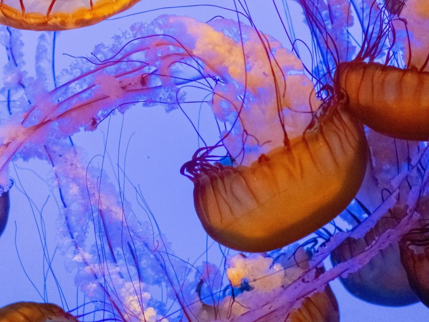 Jellyfish Tentacles Underwater World Water Depth Background