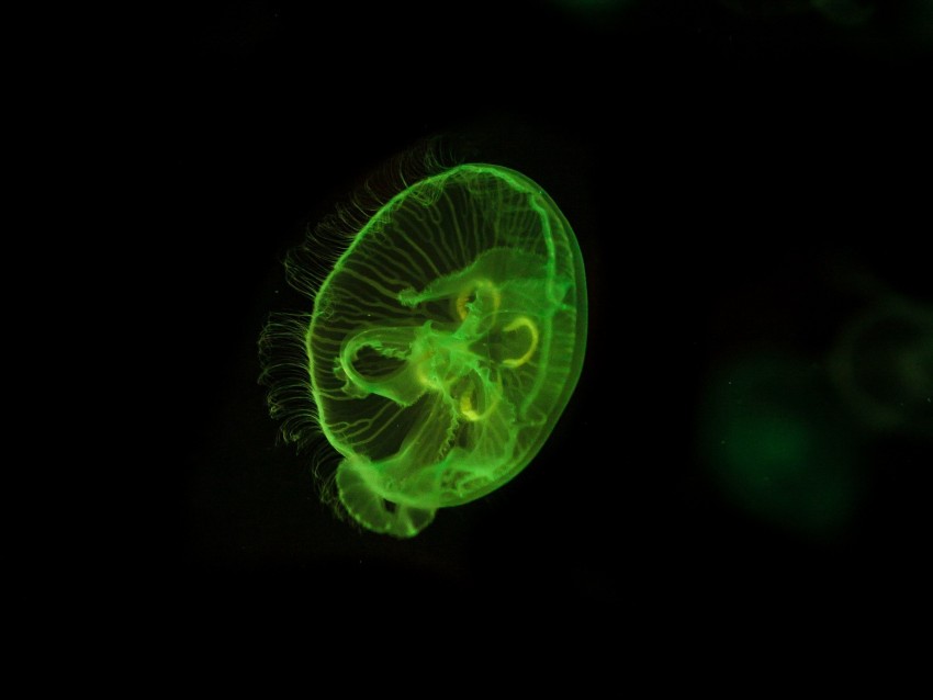 Jellyfish Underwater World Green Glow Swim Background