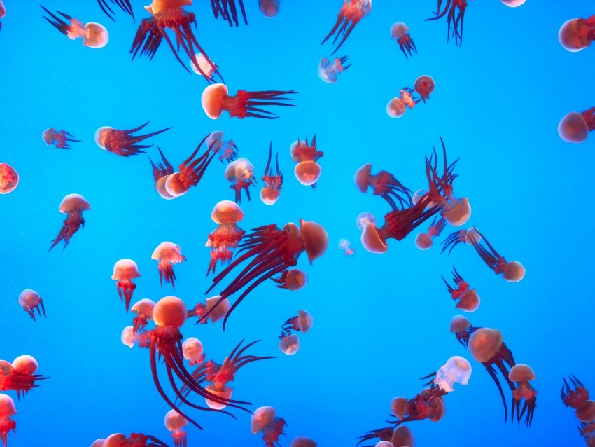 jellyfish, underwater world, ocean, aquarium, swimming