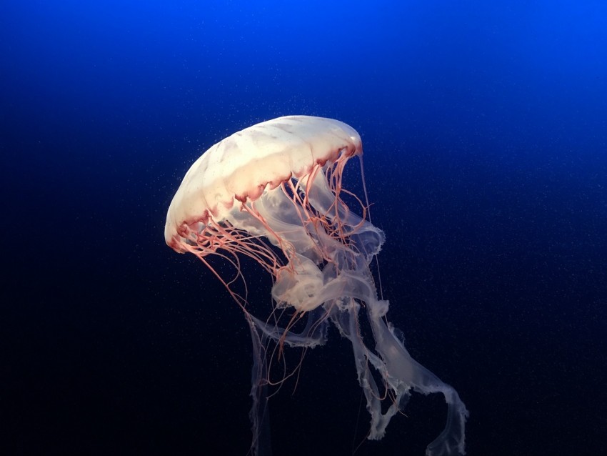 jellyfish, underwater world, ocean, aquarium, swimming, blue, water