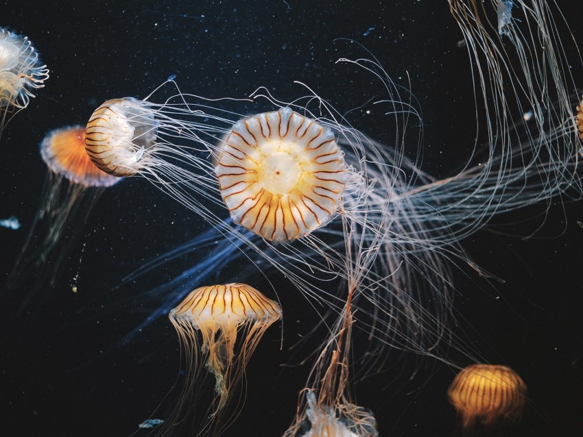 jellyfish, underwater world, swimming, tentacles, striped