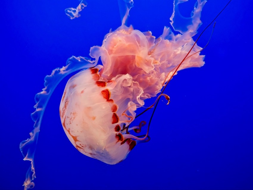 Jellyfish Underwater World Tentacles Ocean Swim Blue Background