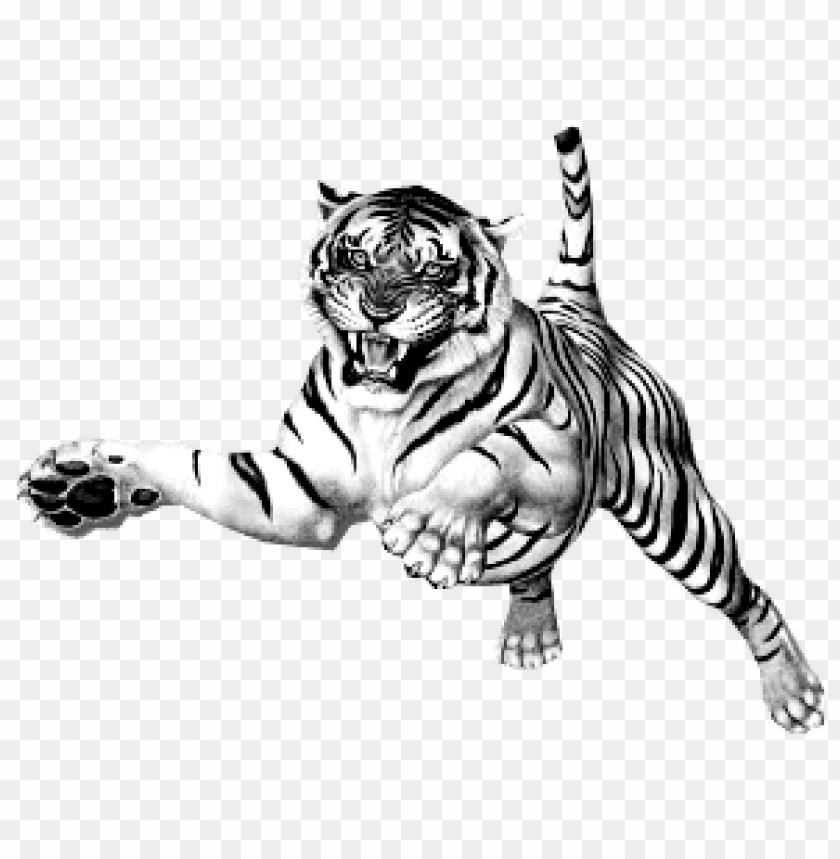 animals, tigers, jumping tiger, 