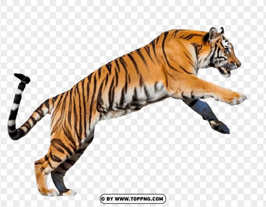 Single Tiger In Mid-air PNG Transparent Background