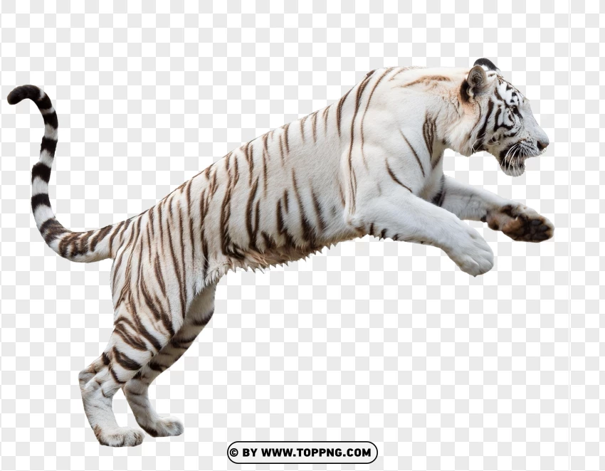 White Tiger In Mid-air Leap PNG Transparent Background