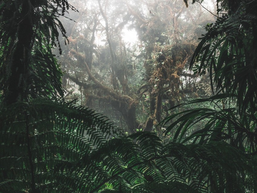 jungle, forest, fog, trees, bushes, tropics