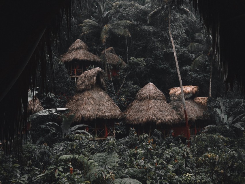 Jungle Palm Trees Huts Houses Tropics Background