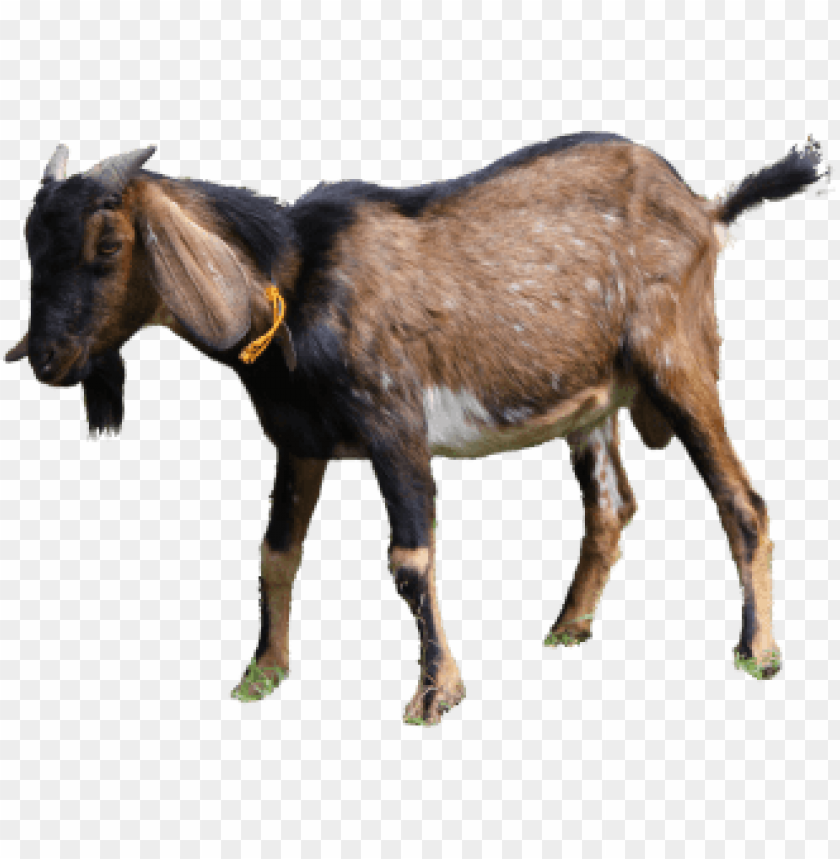 kambing kurban