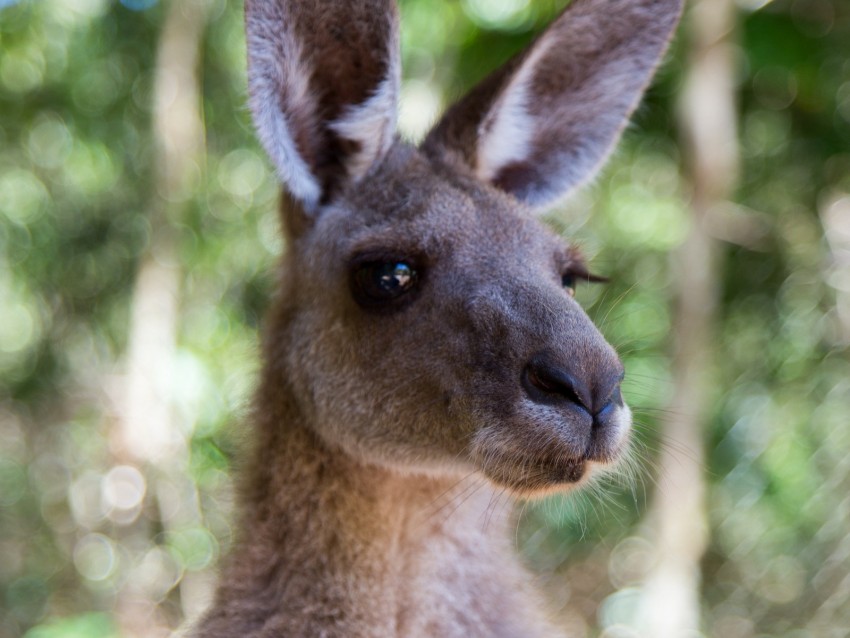 Kangaroo Ears Blur Wildlife Background