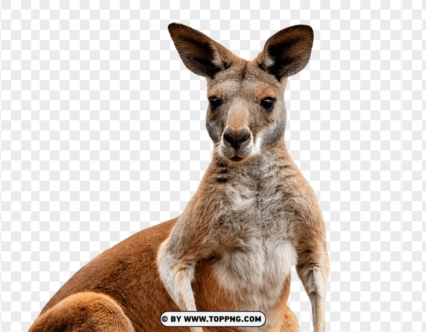 Single Kangaroo Portrait PNG Transparent Background