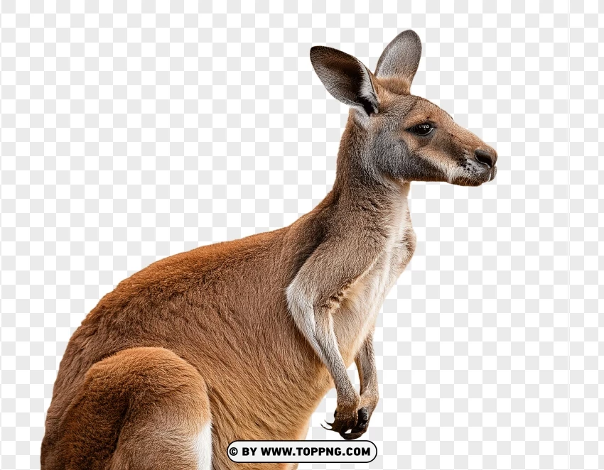 Single Kangaroo In Sitting Pose PNG Transparent Background