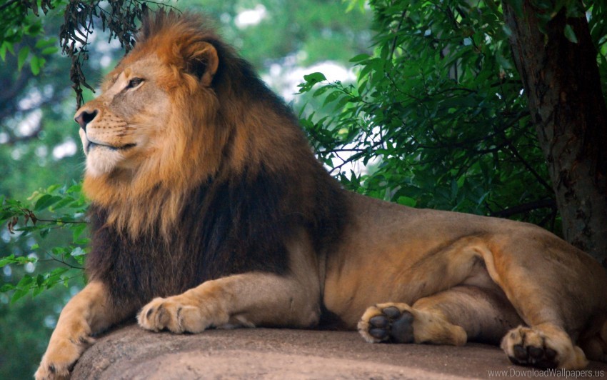 lion, wildlife, nature, big cat, zoo, animals, African fauna