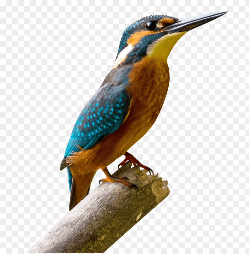 bird, kingfisher