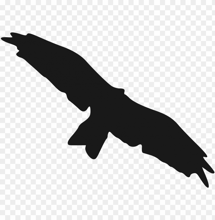 bird, eagle silhouette, wildlife, nature, flying animal, predator, freedom