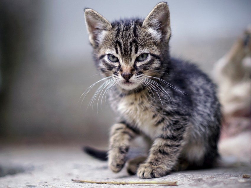 kitten, angry, frowning, displeased, striped