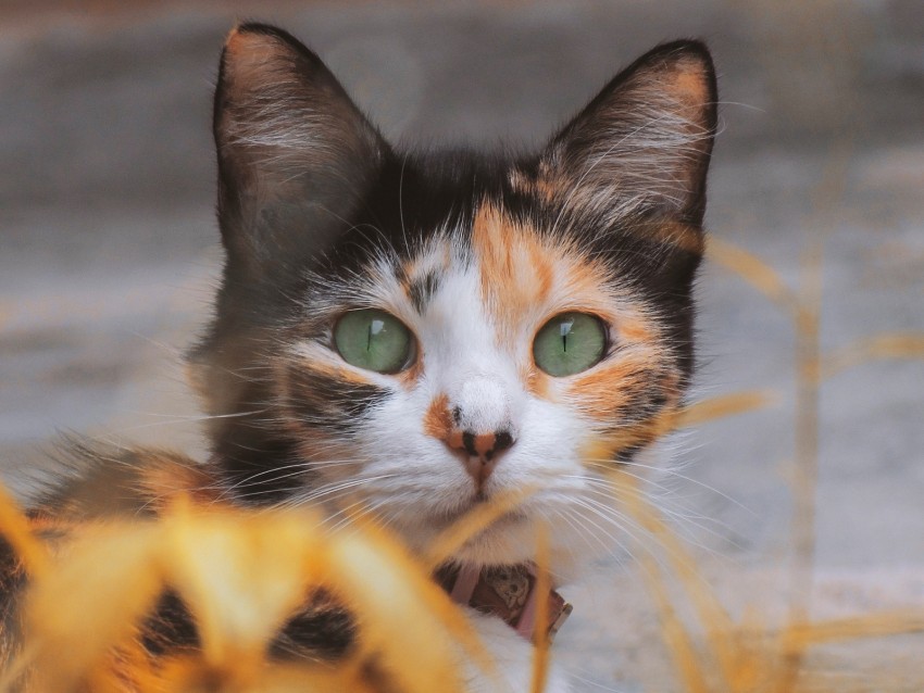 kitten, cat, eyes, wool, blur