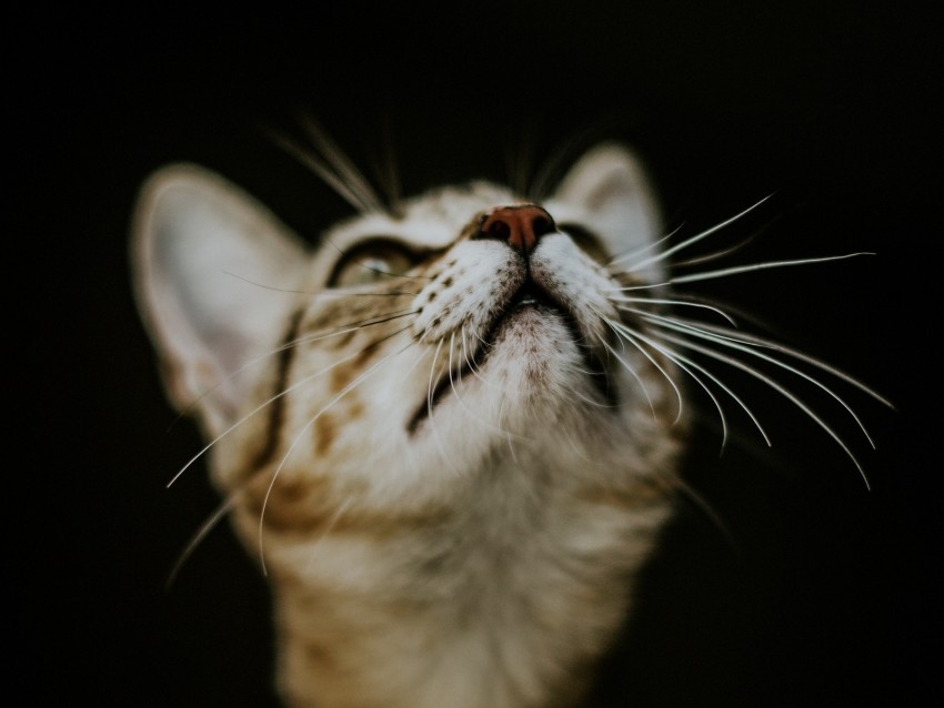 Kitten Cat Nose Muzzle Blur Background