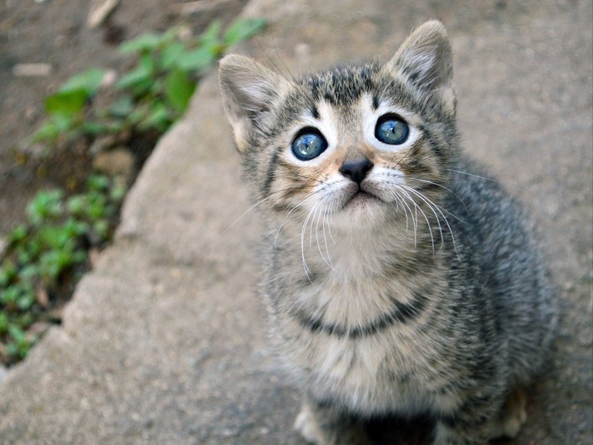 kitten, cat, sight, cute, baby