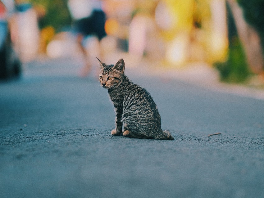 kitten, cat, striped, cute, pet