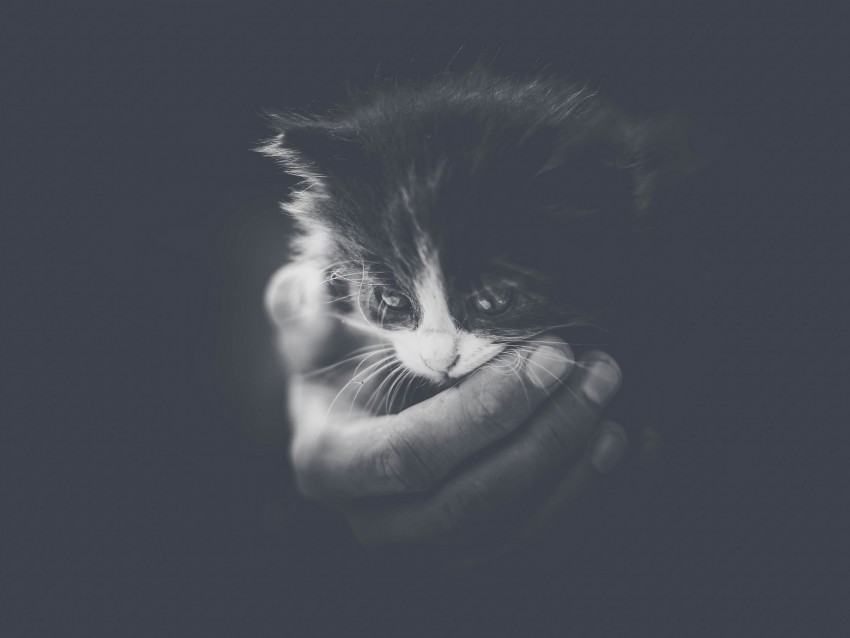 kitten, hand, bw, small, cat, cub